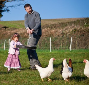 New hens